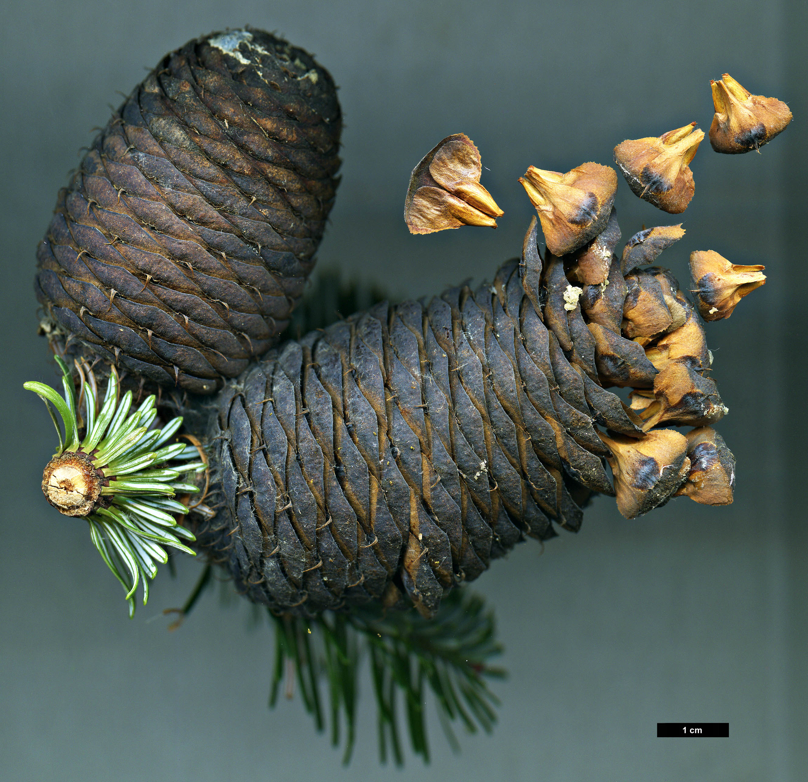 High resolution image: Family: Pinaceae - Genus: Abies - Taxon: forrestii - SpeciesSub: var. forrestii